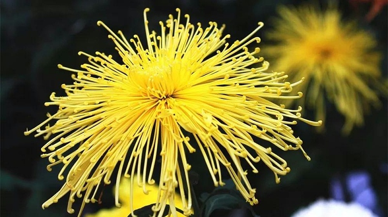 禮花